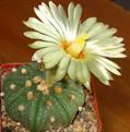 Sea Urchin Cactus, Star Cactus , Star Peyote